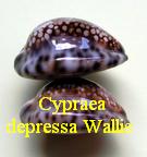 Cypraea depressa, Gray 1824